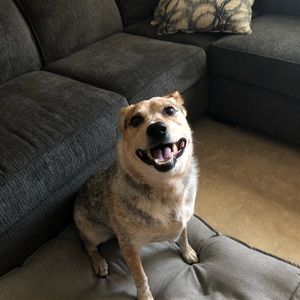 Meet your Posher, Frankie